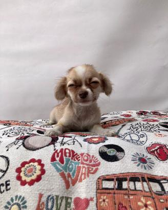 Chihuahua