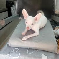 Cane chiwawa