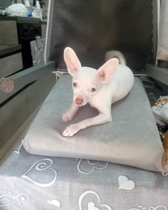 Cane chiwawa