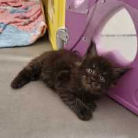 Cuccioli di Maine Coon