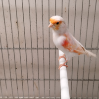 Canarini arlecchino portoghese