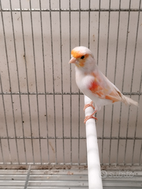 Canarini arlecchino portoghese