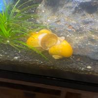 Lumache ampullarie gialle