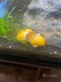 Lumache ampullarie gialle