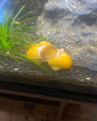 Lumache ampullarie gialle