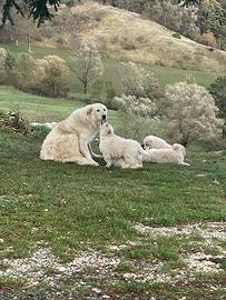 Cuccioli maschi di Pastore Maremmano Abruzzese