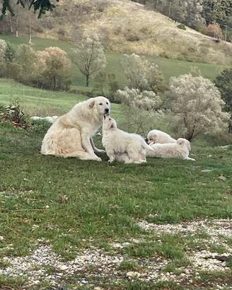 Cuccioli maschi di Pastore Maremmano Abruzzese
