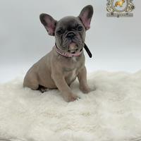 Incantevoli bulldog francese blue Fawn