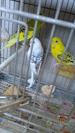 Cocorite