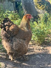Brahma perniciato oro