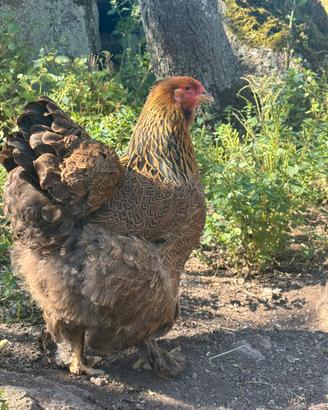 Brahma perniciato oro