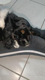 Cocker spaniel inglese