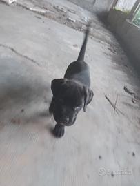 Cane corso