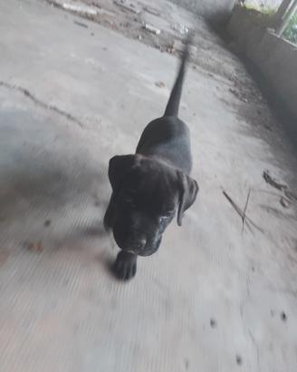 Cane corso