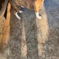 Cane meticcio di taglia medio piccola circa 2 anni