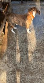 Cane meticcio di taglia medio piccola circa 2 anni