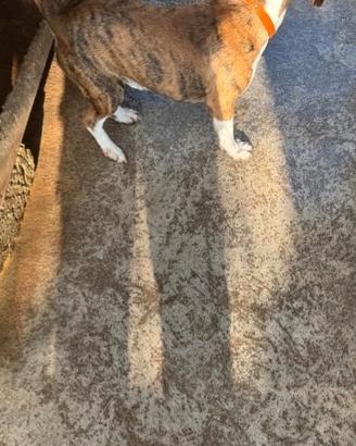 Cane meticcio di taglia medio piccola circa 2 anni