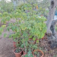 Ceiba Chorisia Speciosa 