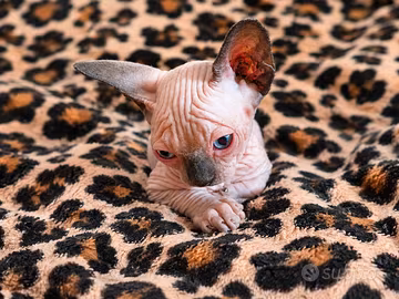 Gatti Sphynx