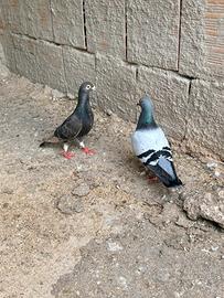 Piccioni viaggiatori