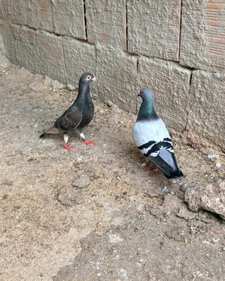 Piccioni viaggiatori