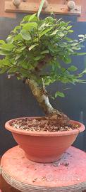 bonsai