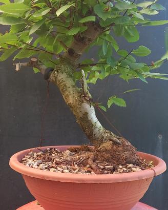 bonsai