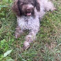 Cucciola lagotto romagnolo