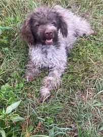 Cucciola lagotto romagnolo