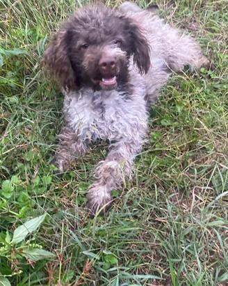 Cucciola lagotto romagnolo