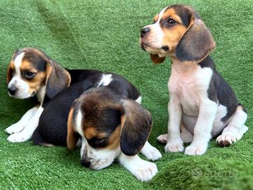 Beagle elisabeth