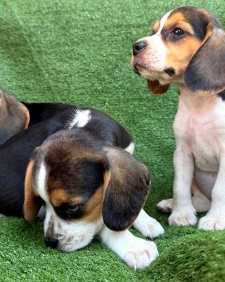 Beagle elisabeth
