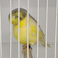 Canarini Gloster e non solo