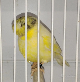 Canarini Gloster e non solo