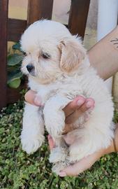 Cucciolo maltipoo
