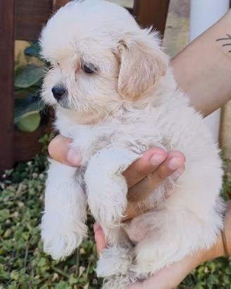 Cucciolo maltipoo