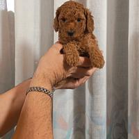 Barboncini subito pronti Red Toy e tutti i colori