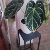 pianta di anthurium cristallinum 