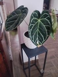 pianta di anthurium cristallinum 