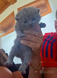 Cuccioli di British Shorthair