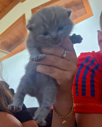 Cuccioli di British Shorthair