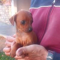 Cucciole femmine di Pinscher