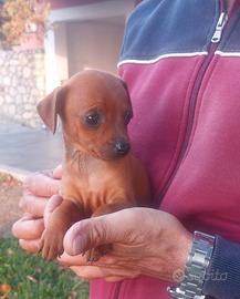 Cucciole femmine di Pinscher
