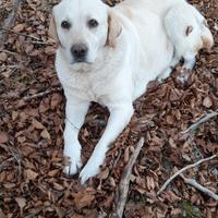 Labrador retriever femmina tartufi