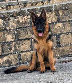 Cucciolo Pastore Tedesco