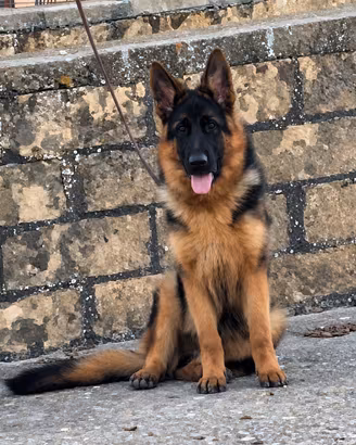 Cucciolo Pastore Tedesco