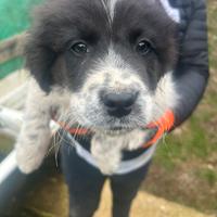 Cuccioli Cane Kangal/Asia centrale