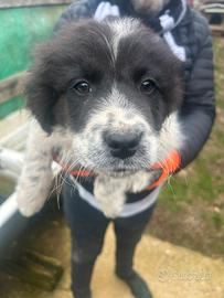 Cuccioli Cane Kangal/Asia centrale