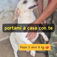 Pepe 5 anni 8/9 kg taglia piccola