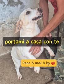 Pepe 5 anni 8/9 kg taglia piccola